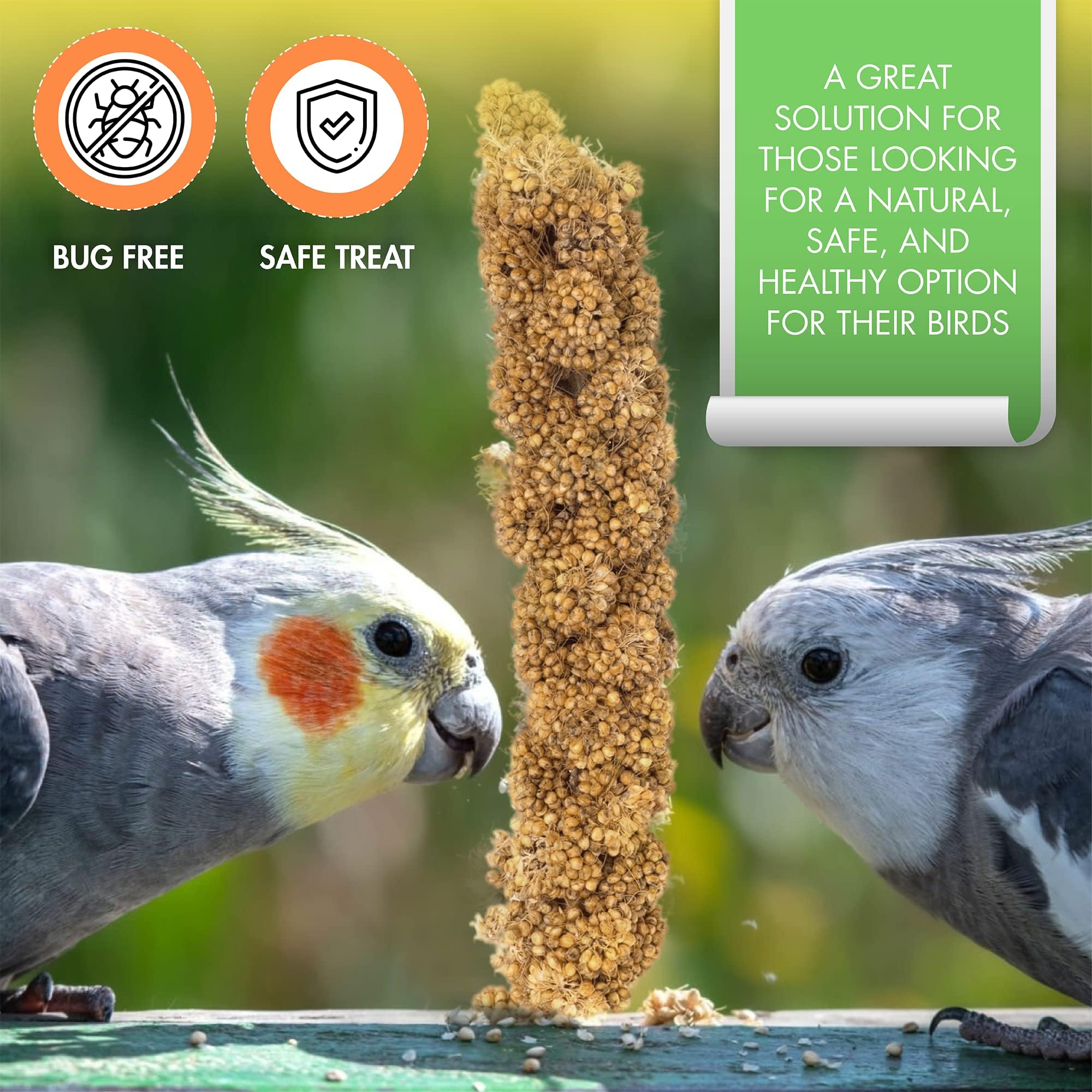 Vivlly 5LBS GMO-Free Sun Dried Spray Millet - Original Bird Treat Millet for Parakeets, Cockatiels, Finches & More - Non-GMO, Hi